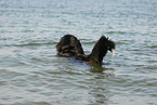 Bernese Mountain Dog