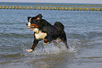 running Bernese Mountain Dog