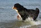 running Bernese Mountain Dog