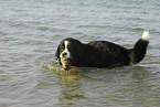 Bernese Mountain Dog