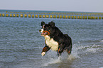 running Bernese Mountain Dog