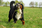 running Bernese Mountain Dog