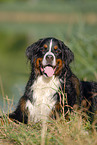 Bernese Mountain dog