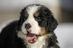 Bernese Mountain Dog Puppy