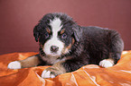 Bernese Mountain Dog Puppy