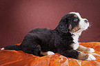 Bernese Mountain Dog Puppy