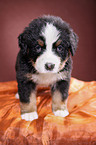 Bernese Mountain Dog Puppy