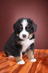 Bernese Mountain Dog Puppy