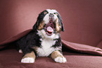 Bernese Mountain Dog Puppy