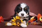 Bernese Mountain Dog Puppy