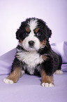 Bernese Mountain Dog Puppy