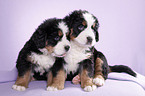 Bernese Mountain Dog Puppies