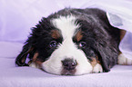 Bernese Mountain Dog Puppy