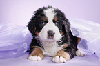 Bernese Mountain Dog Puppy