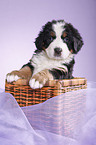 Bernese Mountain Dog Puppy