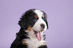 Bernese Mountain Dog Puppy