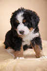 Bernese Mountain Dog Puppy