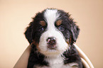 Bernese Mountain Dog Puppy