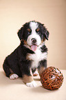 Bernese Mountain Dog Puppy