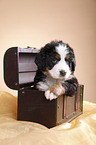 Bernese Mountain Dog Puppy