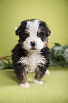 Bernese Mountain Dog Puppy