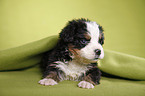 Bernese Mountain Dog Puppy