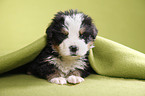 Bernese Mountain Dog Puppy