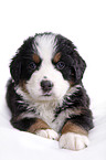 Bernese Mountain Dog Puppy