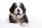 Bernese Mountain Dog Puppy