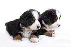 Bernese Mountain Dog Puppies