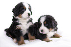 Bernese Mountain Dog Puppy