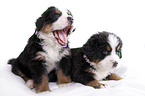 Bernese Mountain Dog Puppies