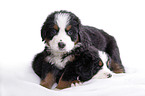 Bernese Mountain Dog Puppies