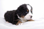 Bernese Mountain Dog Puppy