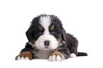 Bernese Mountain Dog Puppy