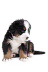 Bernese Mountain Dog Puppy