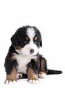 Bernese Mountain Dog Puppy