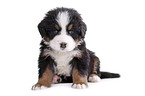 Bernese Mountain Dog Puppy