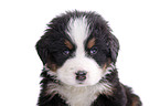 Bernese Mountain Dog Puppy