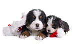 Bernese Mountain Dog Puppies