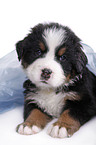 Bernese Mountain Dog Puppy