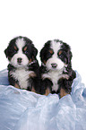 Bernese Mountain Dog Puppies