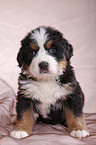 Bernese Mountain Dog Puppy