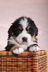 Bernese Mountain Dog Puppy