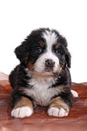 Bernese Mountain Dog Puppy