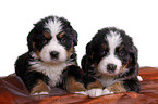 Bernese Mountain Dog Puppies