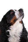 Bernese Mountain dog