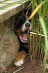 Bernese Mountain Dog puppy