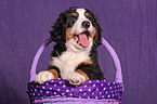 Bernese Mountain Dog Puppy