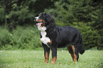 Bernese Mountain Dog